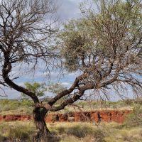Australischer alter Baum im Outback