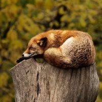 Fuchs schläft auf einem Holzstamm