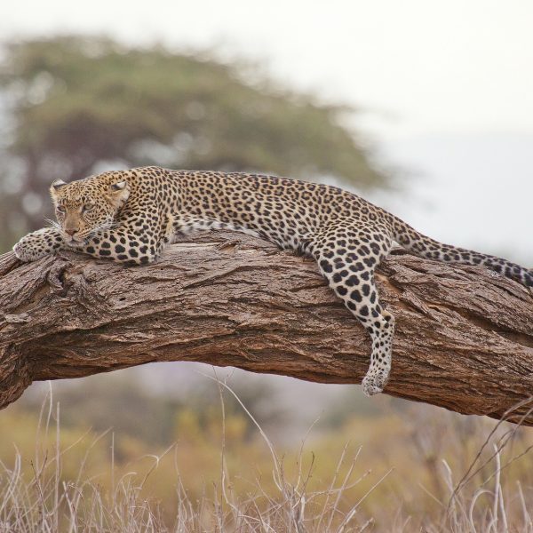 Leopard liegt entspannt auf einem Ast
